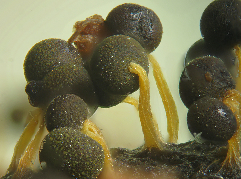 Physarum globuliferum?